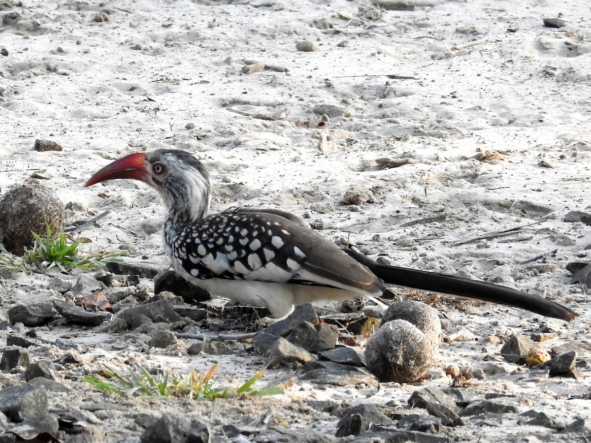 Southern Red-billed Hornbill - Clare Mateke