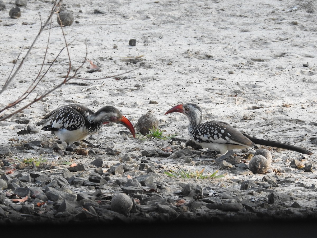 Southern Red-billed Hornbill - Clare Mateke