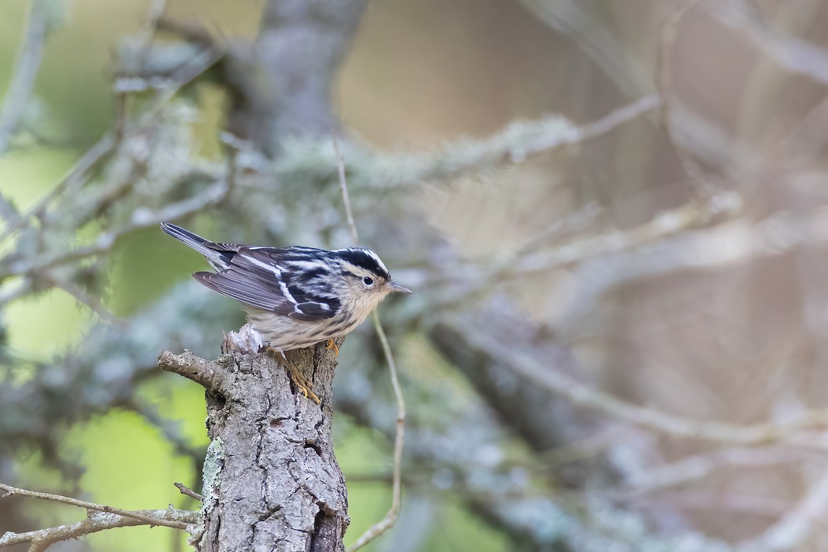 Black-and-white Warbler - ML618278396