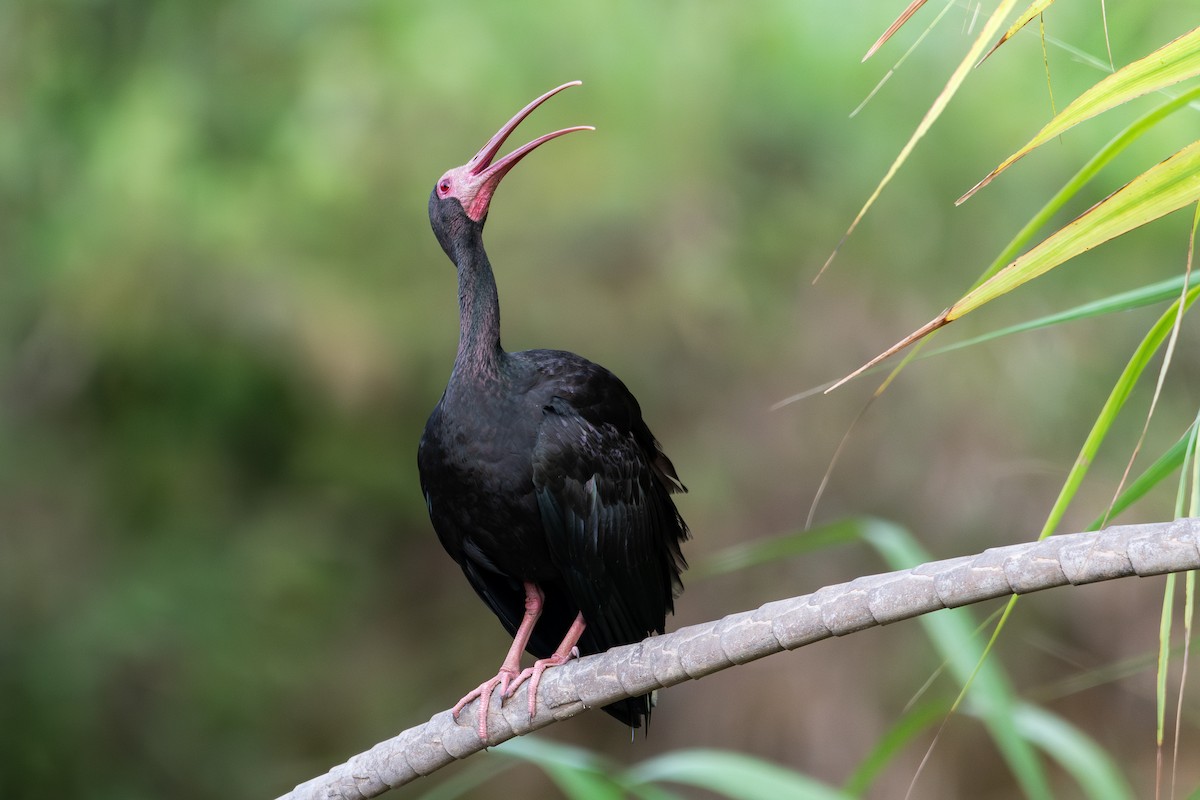 Bare-faced Ibis - ML618278423