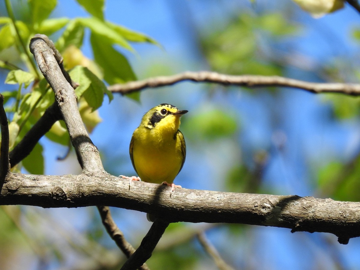 Kentucky Warbler - Nathan Beccue