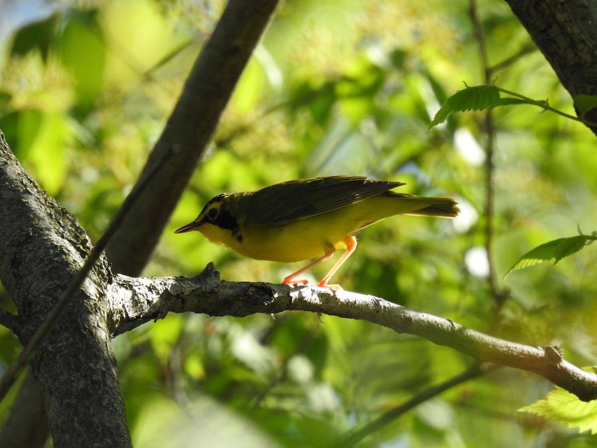 Kentucky Warbler - ML618278428