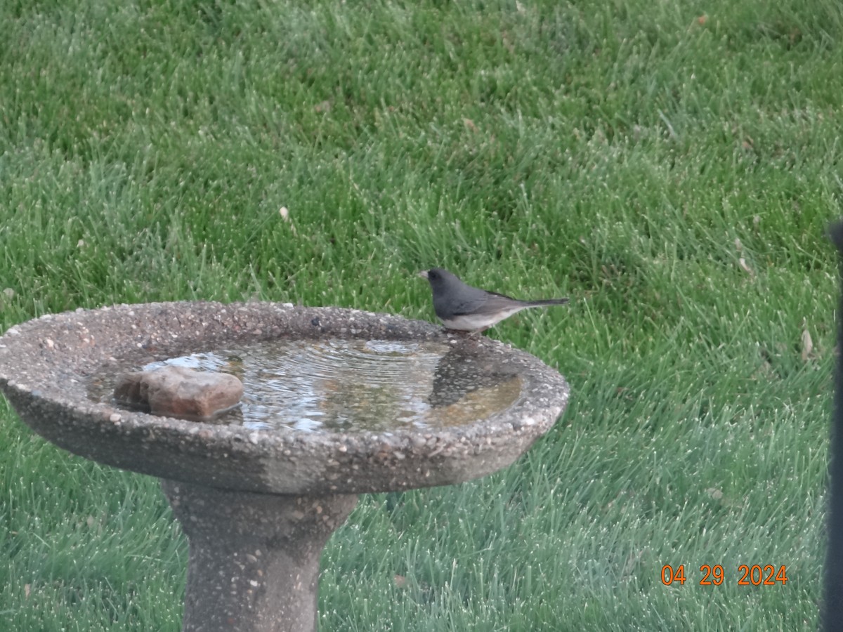 Dark-eyed Junco (Slate-colored) - timruck ruck