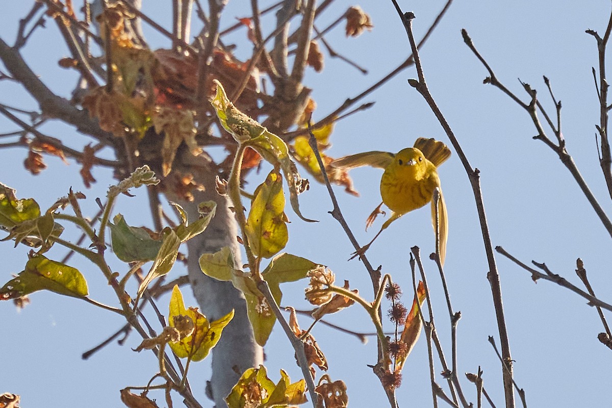 Yellow Warbler - Ed Yong