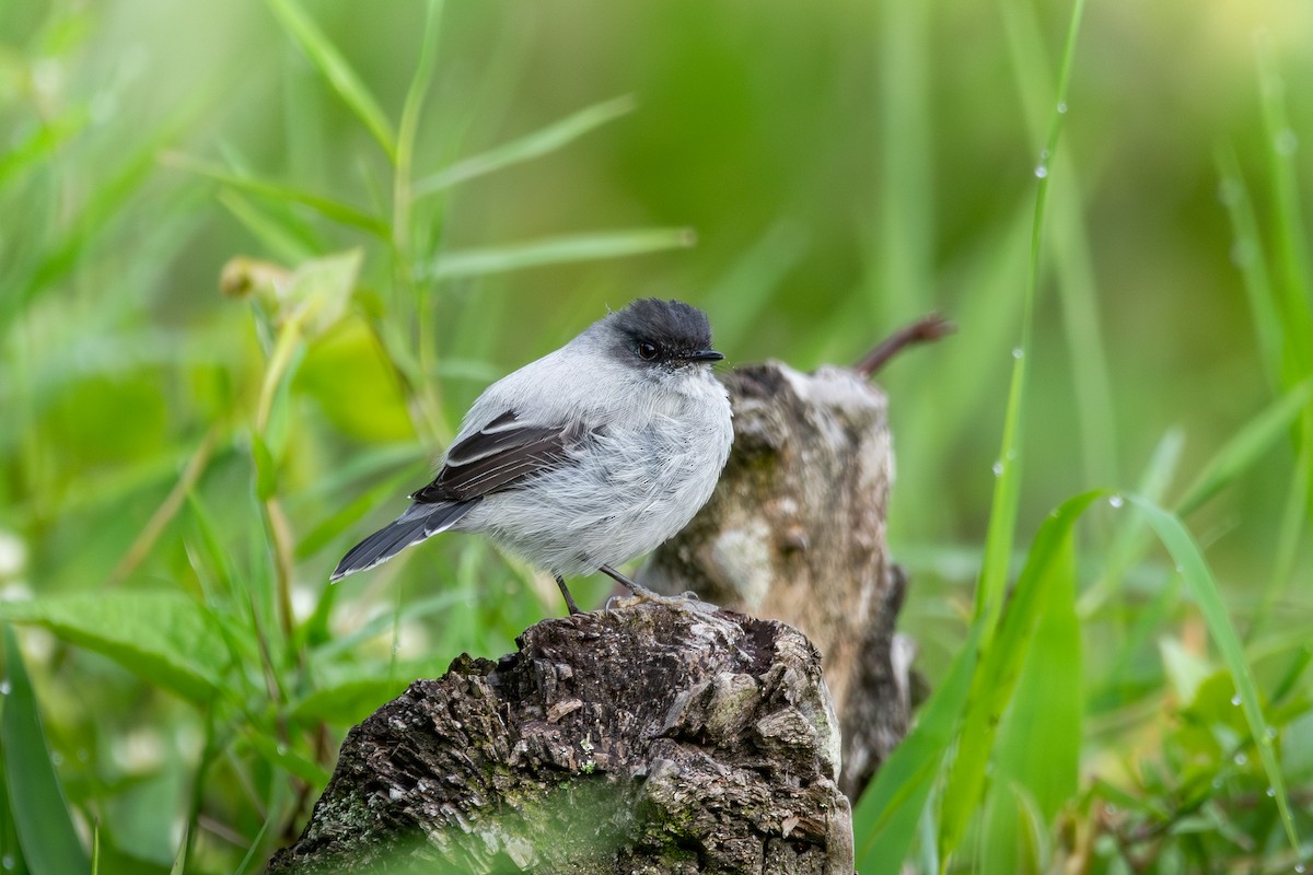 Torrent Tyrannulet - ML618278434