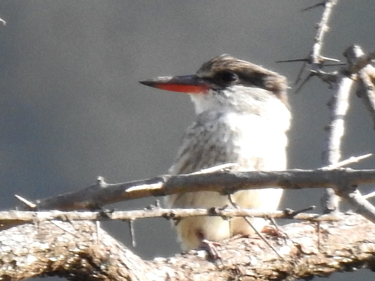 Striped Kingfisher - Clare Mateke