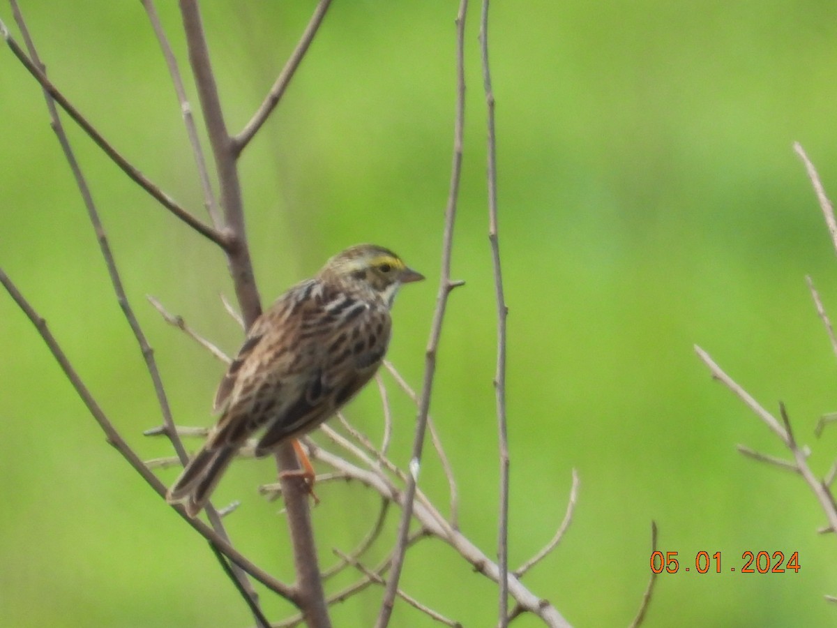 Savannah Sparrow - Pamela Fisher