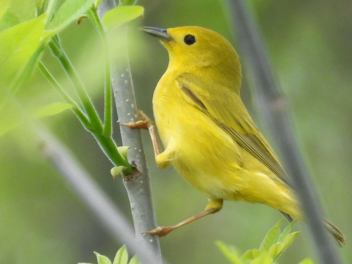 Yellow Warbler - Pamela Fisher