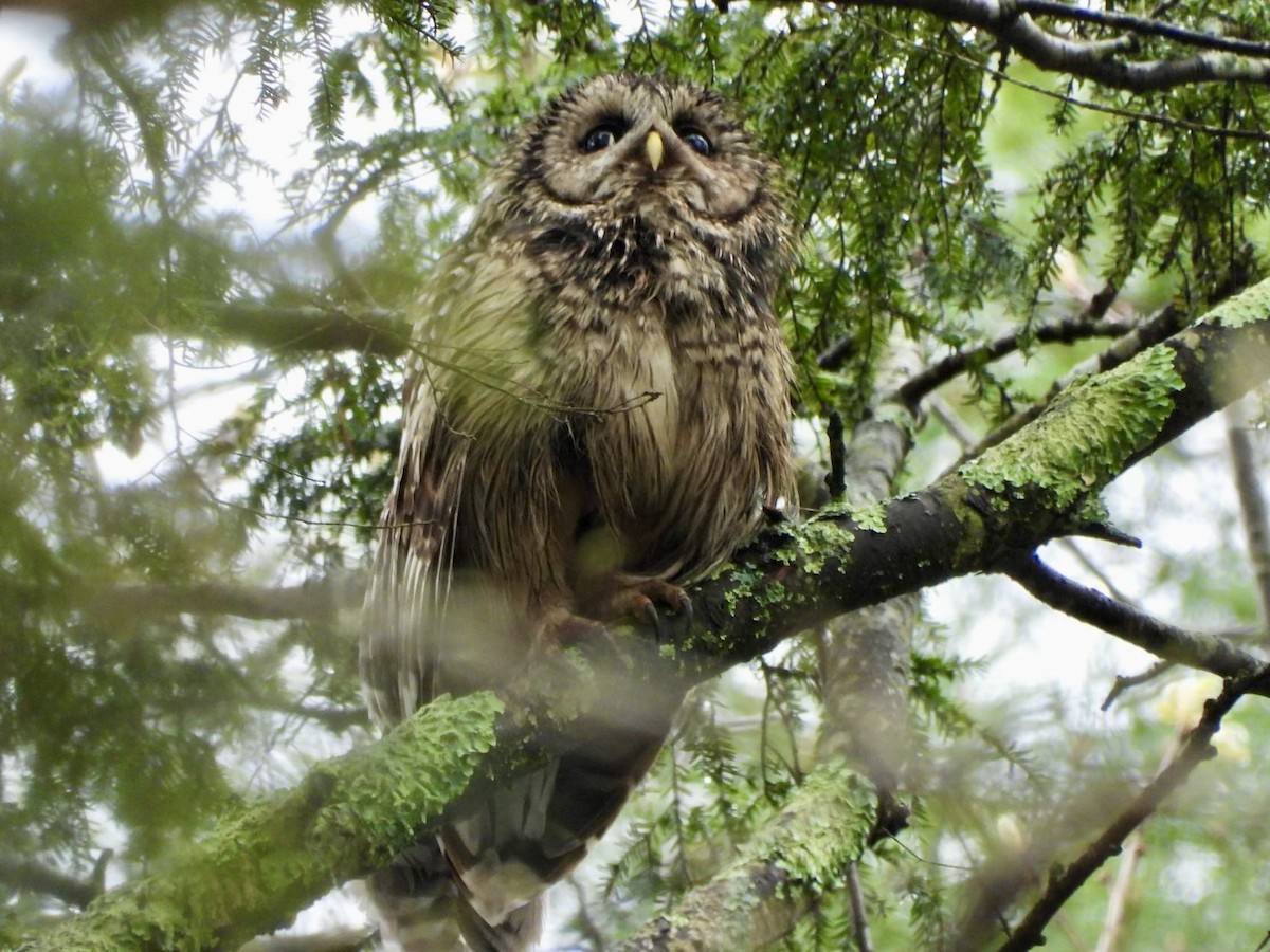 Barred Owl - Elizabeth Carroll