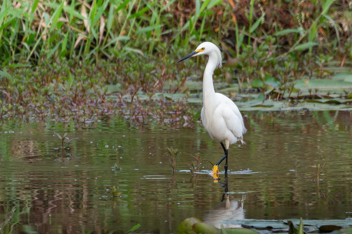 Snowy Egret - ML618278476