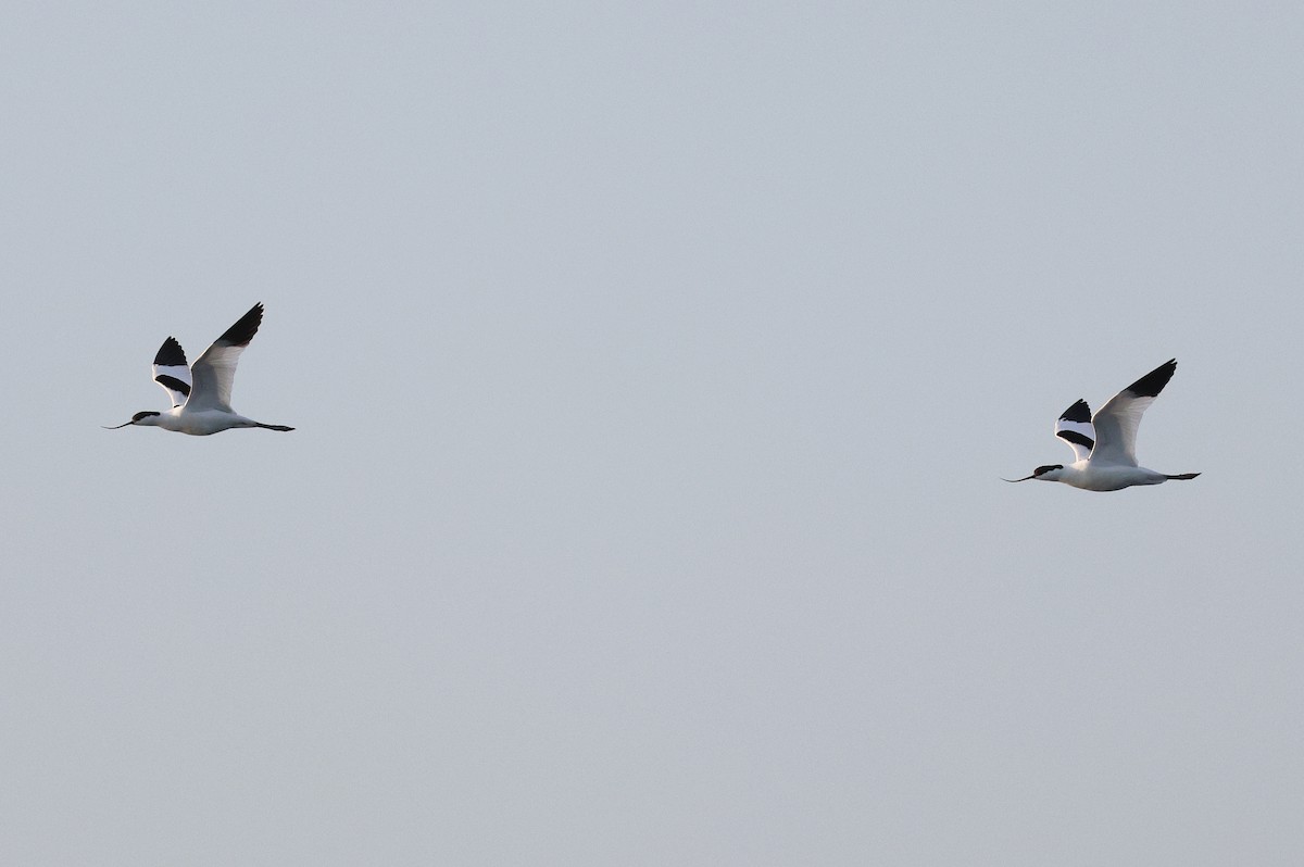 Pied Avocet - Zbigniew Kajzer