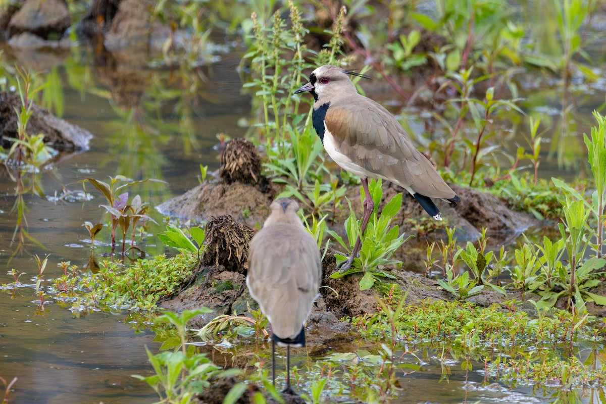 Southern Lapwing - ML618278491