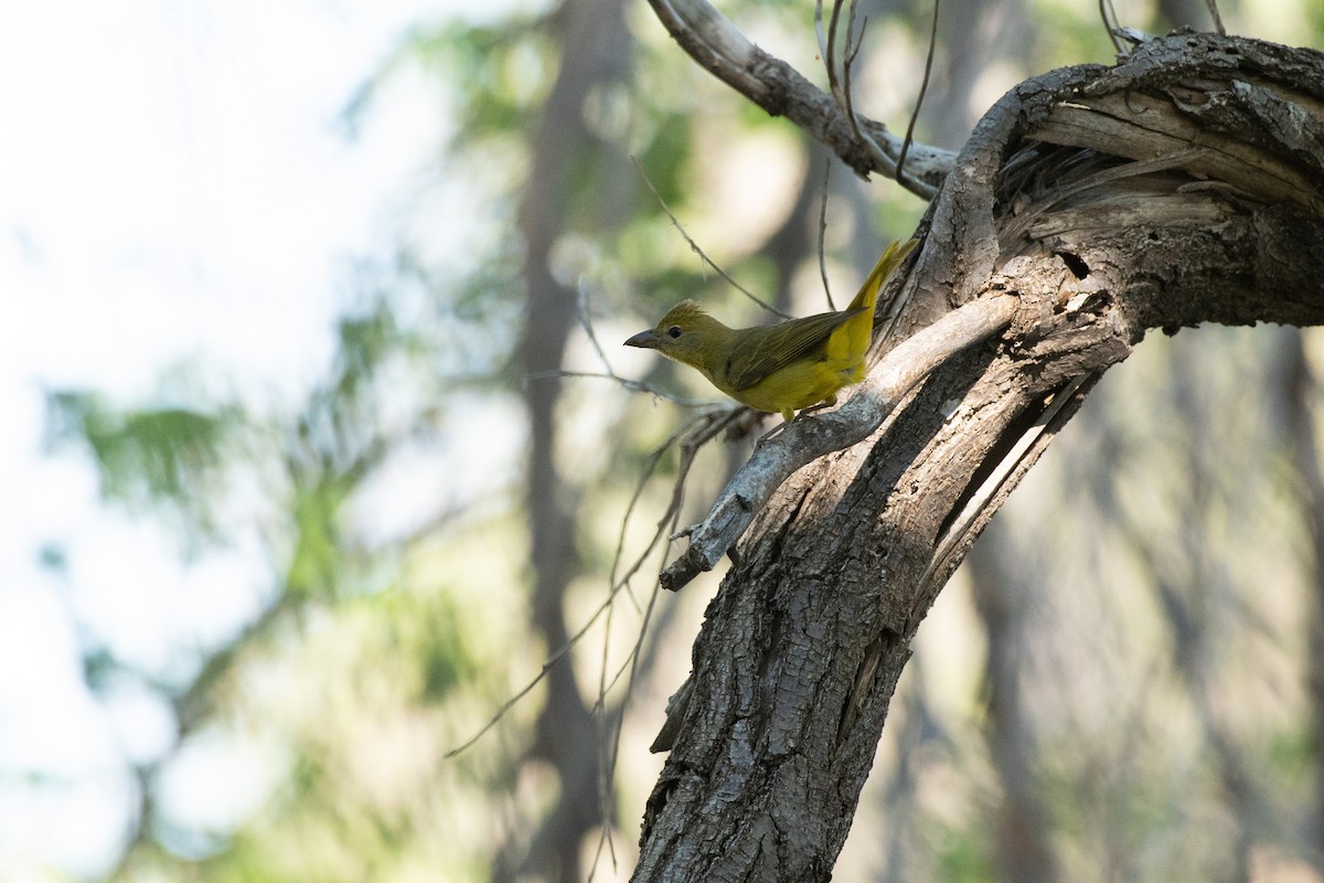 Summer Tanager - Chad Remley