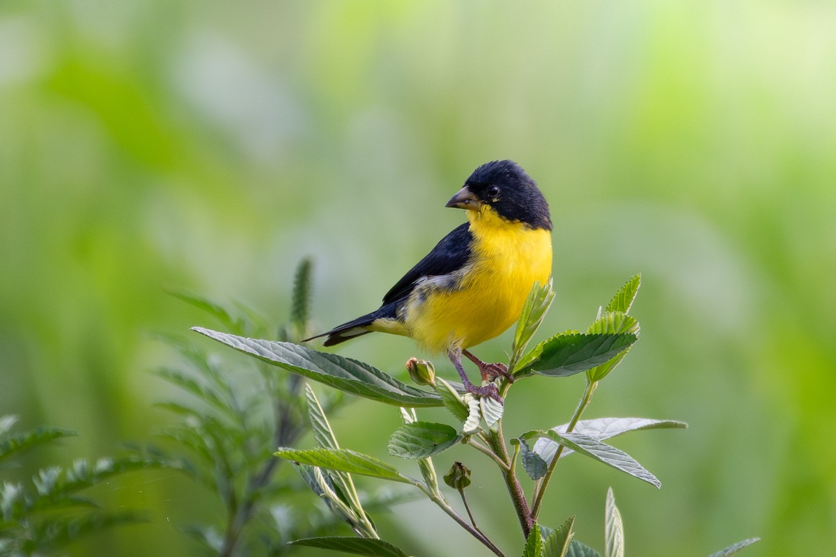 Lesser Goldfinch - ML618278505