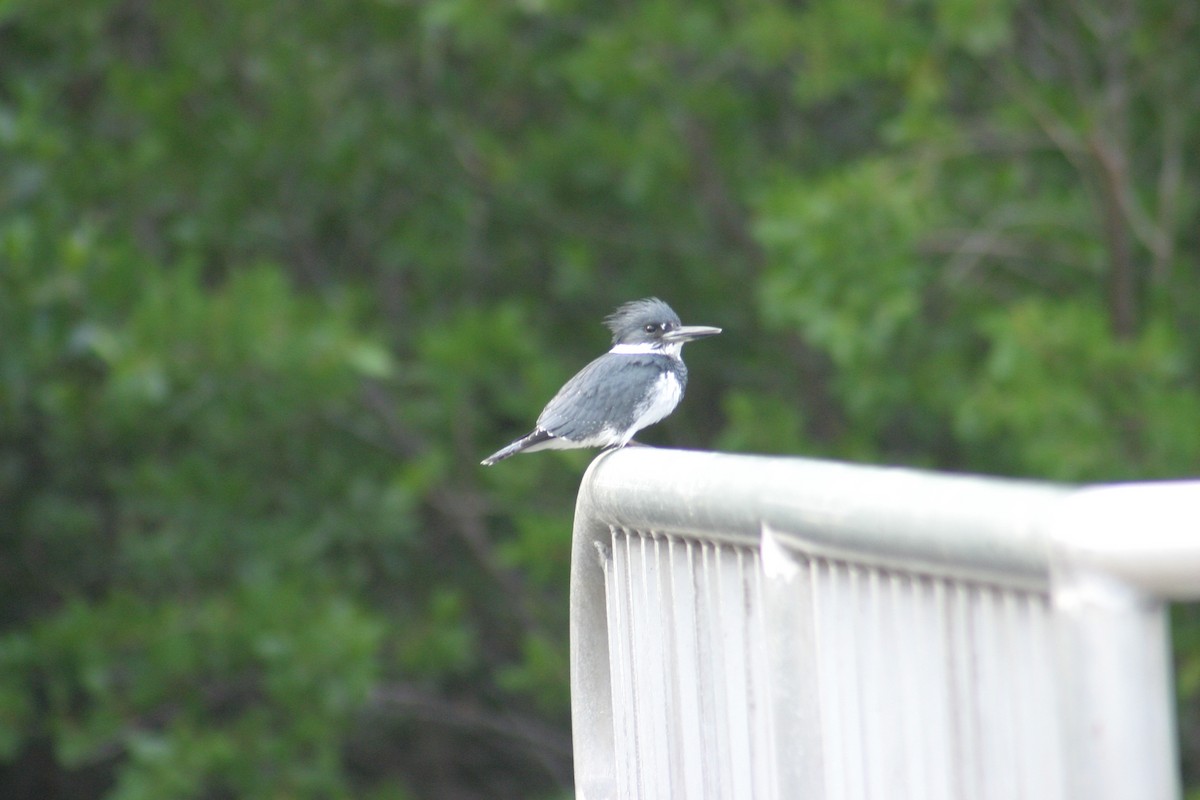 Belted Kingfisher - Sylvie Vanier🦩