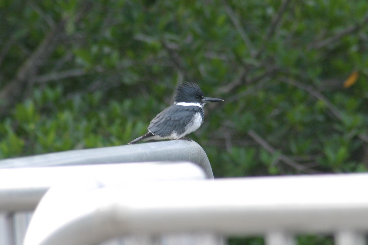 Belted Kingfisher - Sylvie Vanier🦩