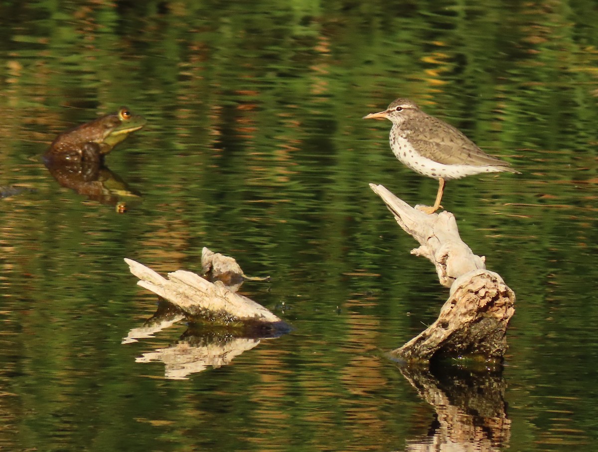 Spotted Sandpiper - Mark Stevenson