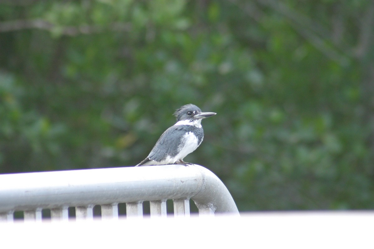 Belted Kingfisher - Sylvie Vanier🦩