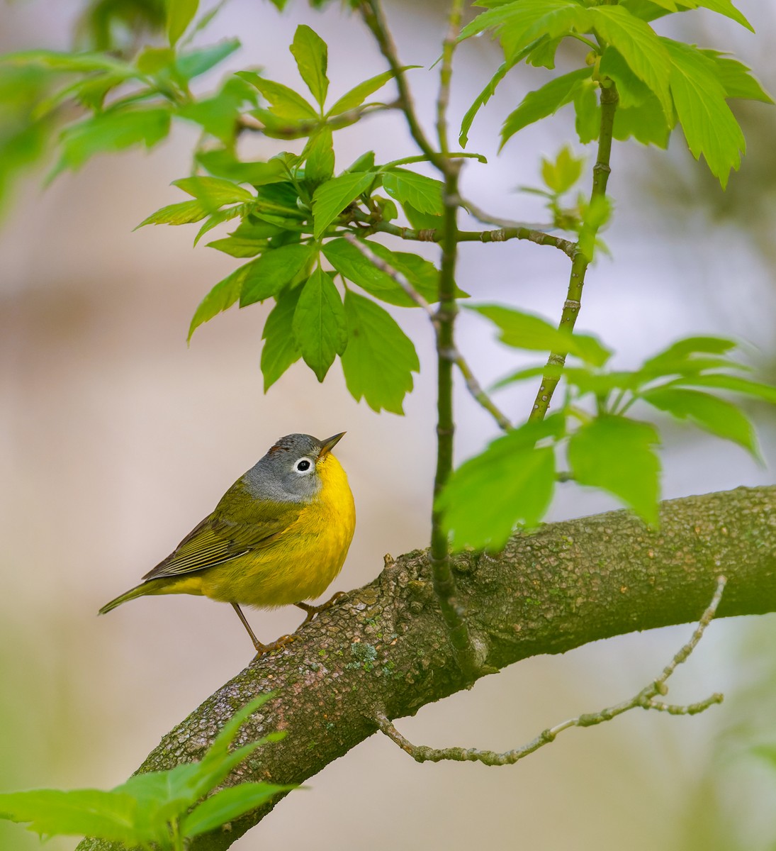 Nashville Warbler - Andrew Mactavish