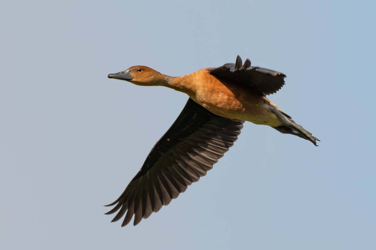 Fulvous Whistling-Duck - Nestor Monsalve (@birds.nestor)