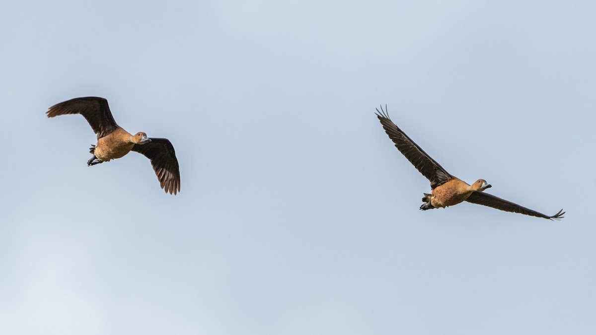 Fulvous Whistling-Duck - Nestor Monsalve (@birds.nestor)