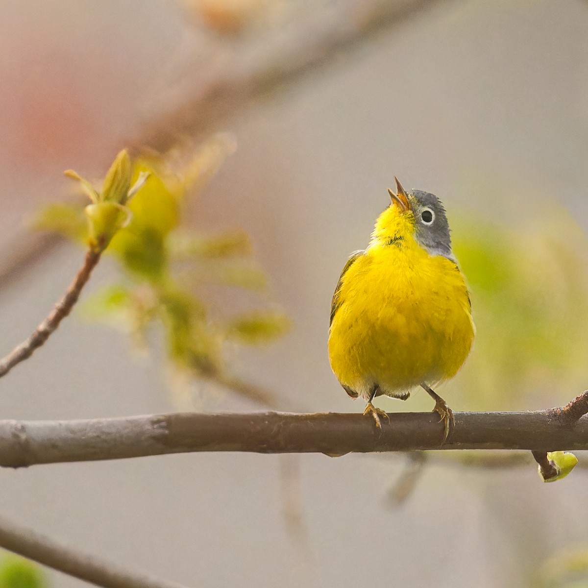 Nashville Warbler - ML618278541