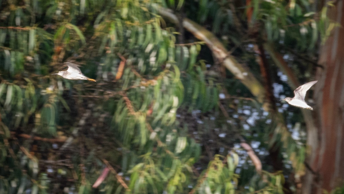 Solitary Sandpiper - ML618278572