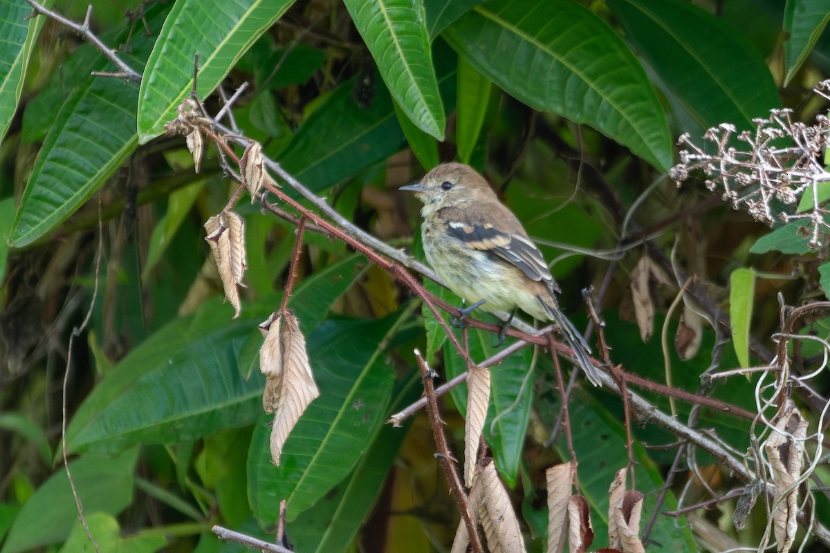 Bran-colored Flycatcher - ML618278618