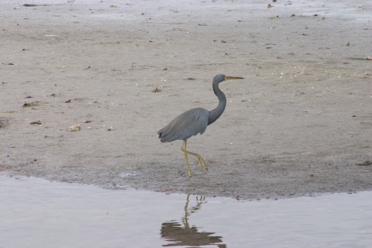 Tricolored Heron - Sylvie Vanier🦩