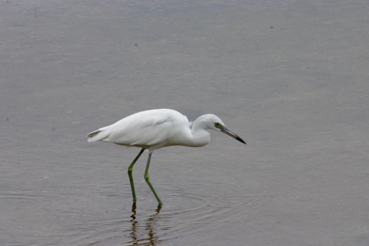 Little Blue Heron - Sylvie Vanier🦩