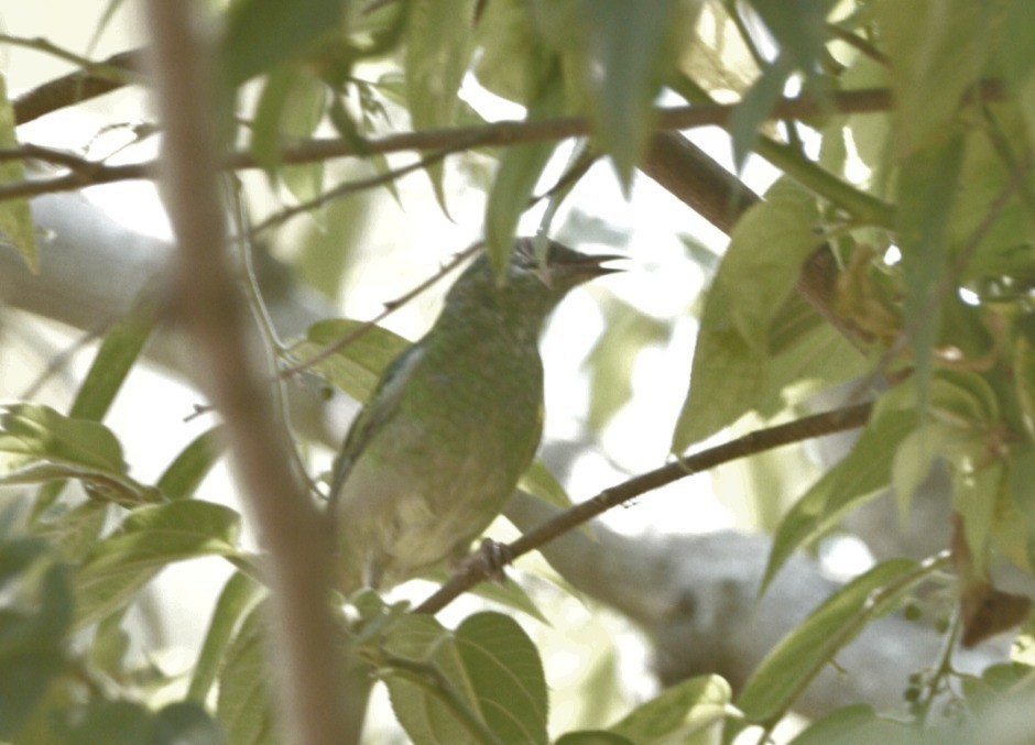 Blue Dacnis - Joaquin Yako Valentinuzzi