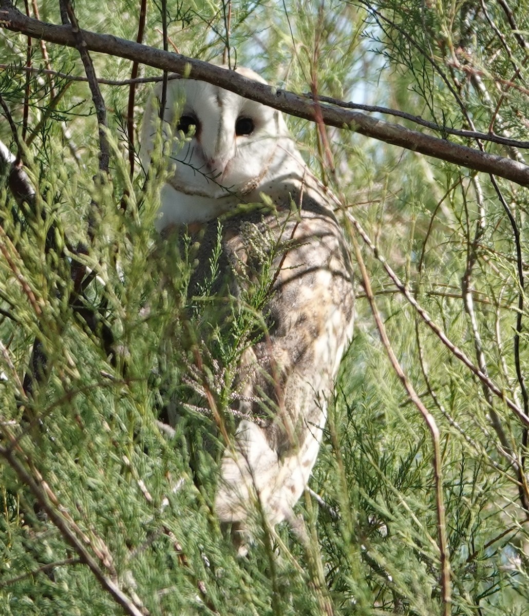 Barn Owl - David McDonald