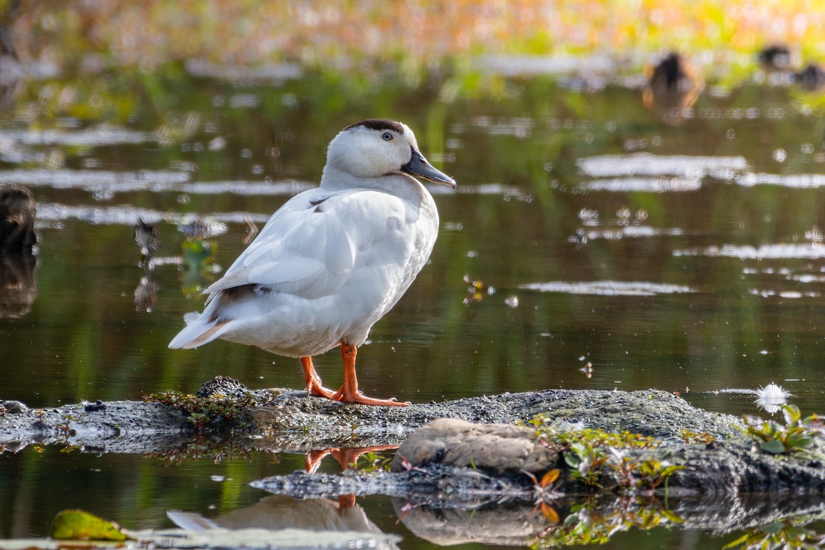 Muscovy Duck x Mallard (hybrid) - ML618278677