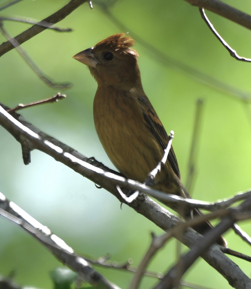 Indigo Bunting - Cyndy Hardaker