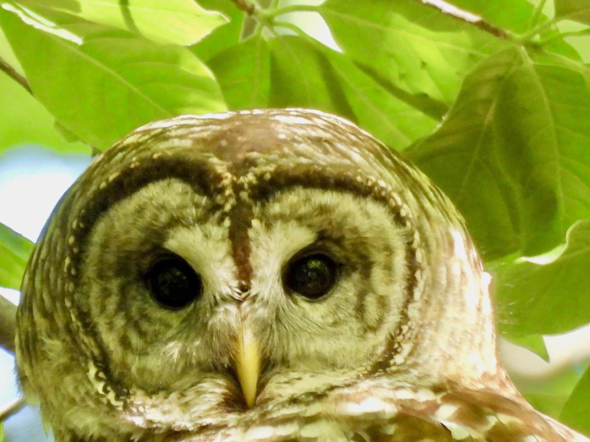 Barred Owl - ML618278708