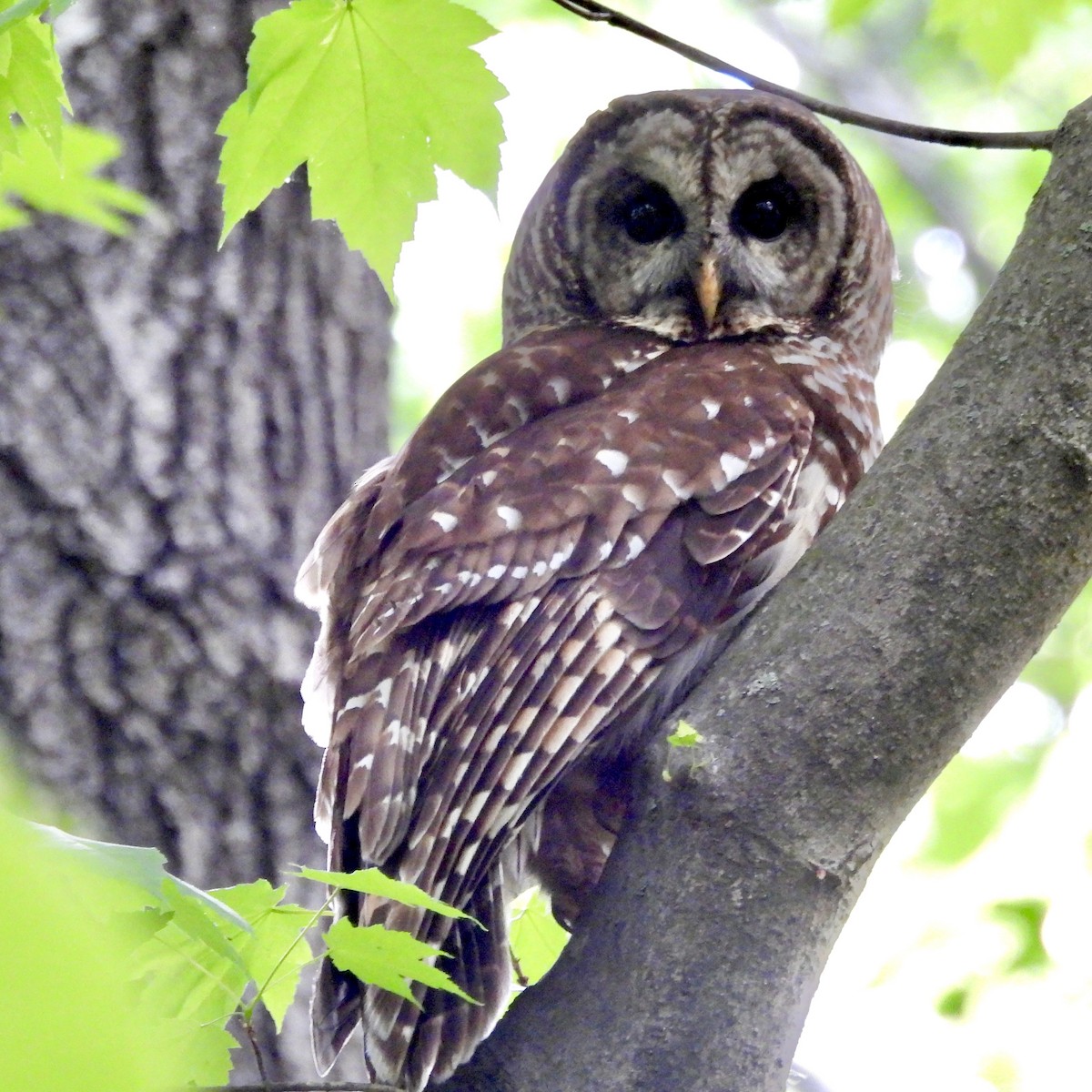 Barred Owl - ML618278710