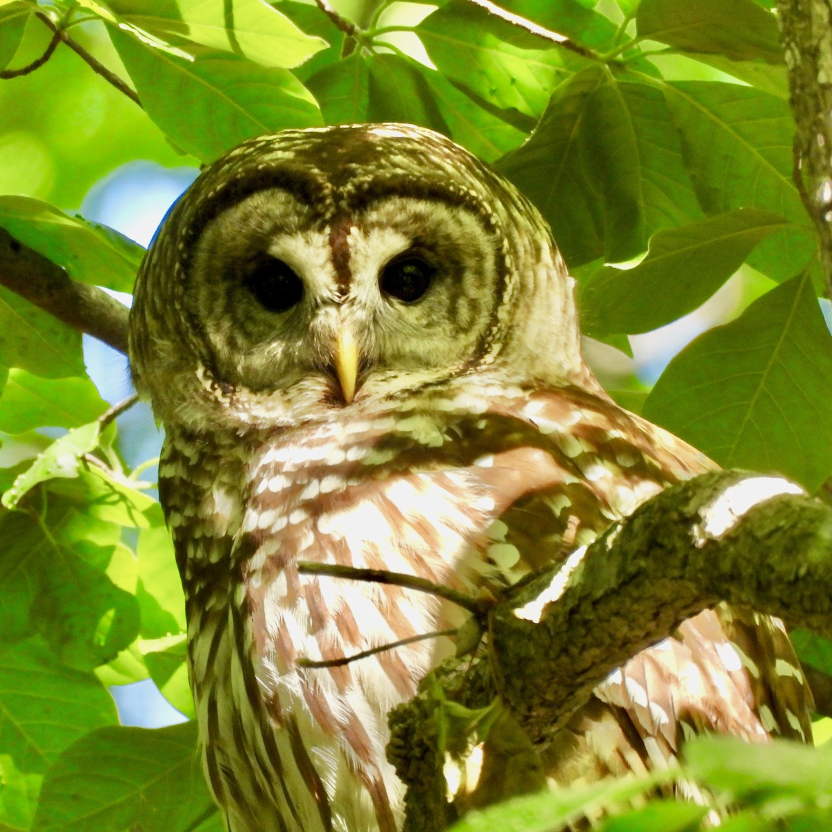 Barred Owl - ML618278711