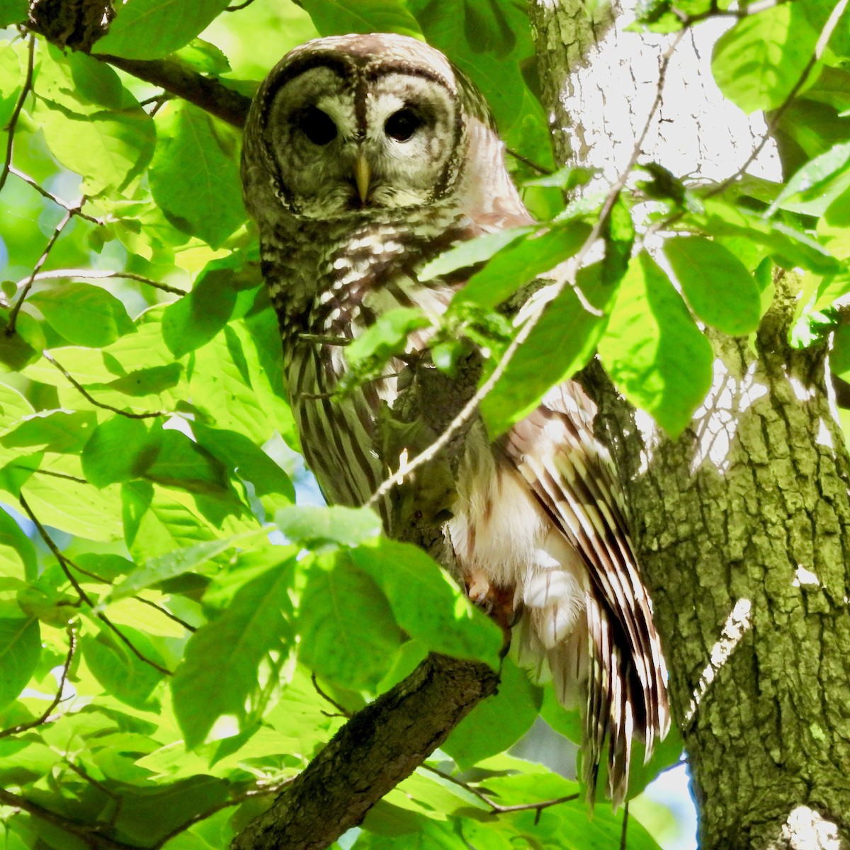 Barred Owl - ML618278712