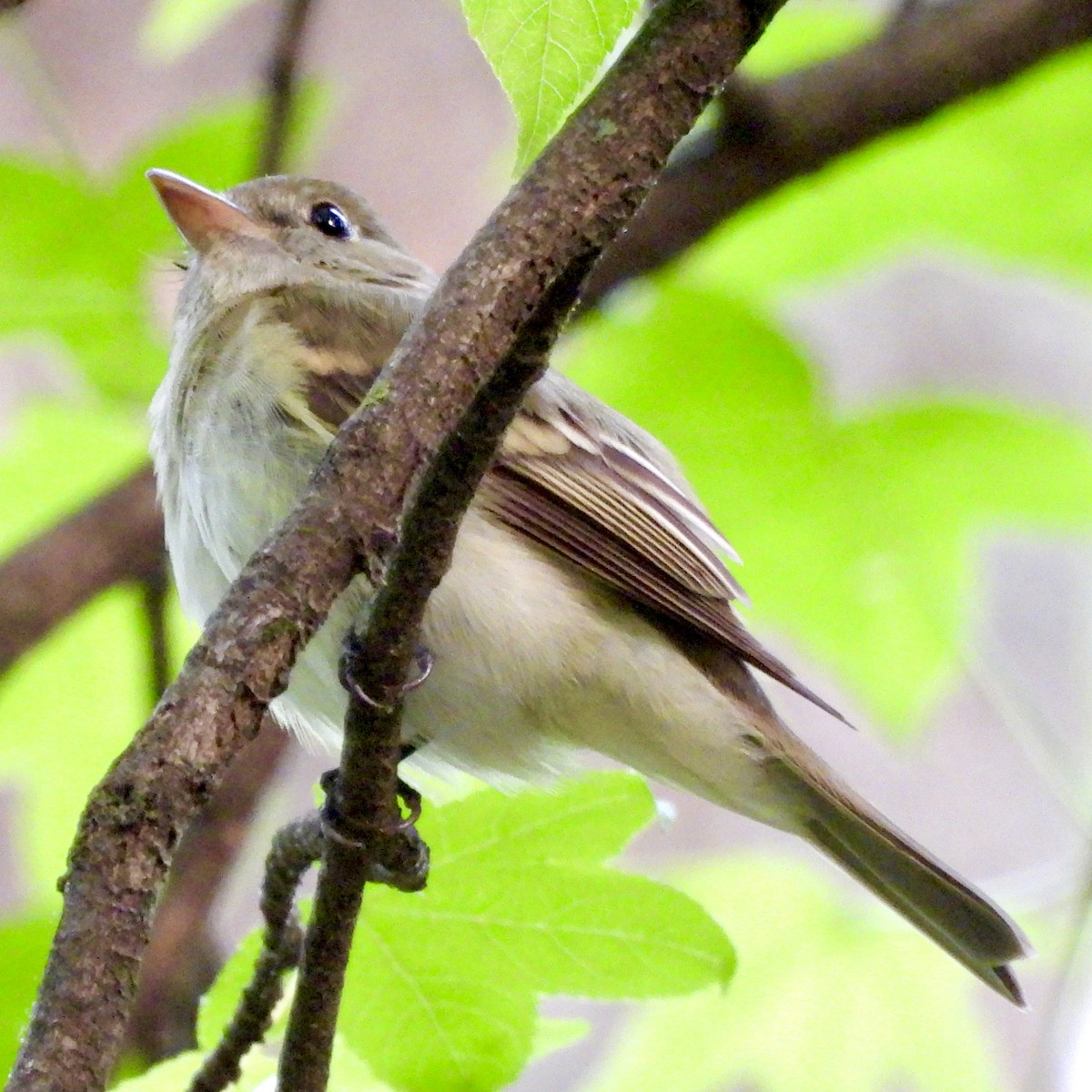 Acadian Flycatcher - Will Arditti