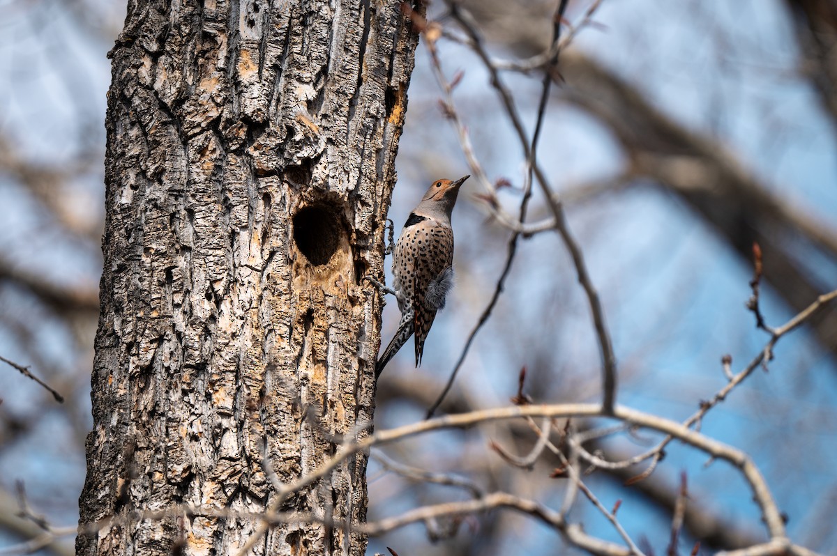 Northern Flicker - Mason Tremblay