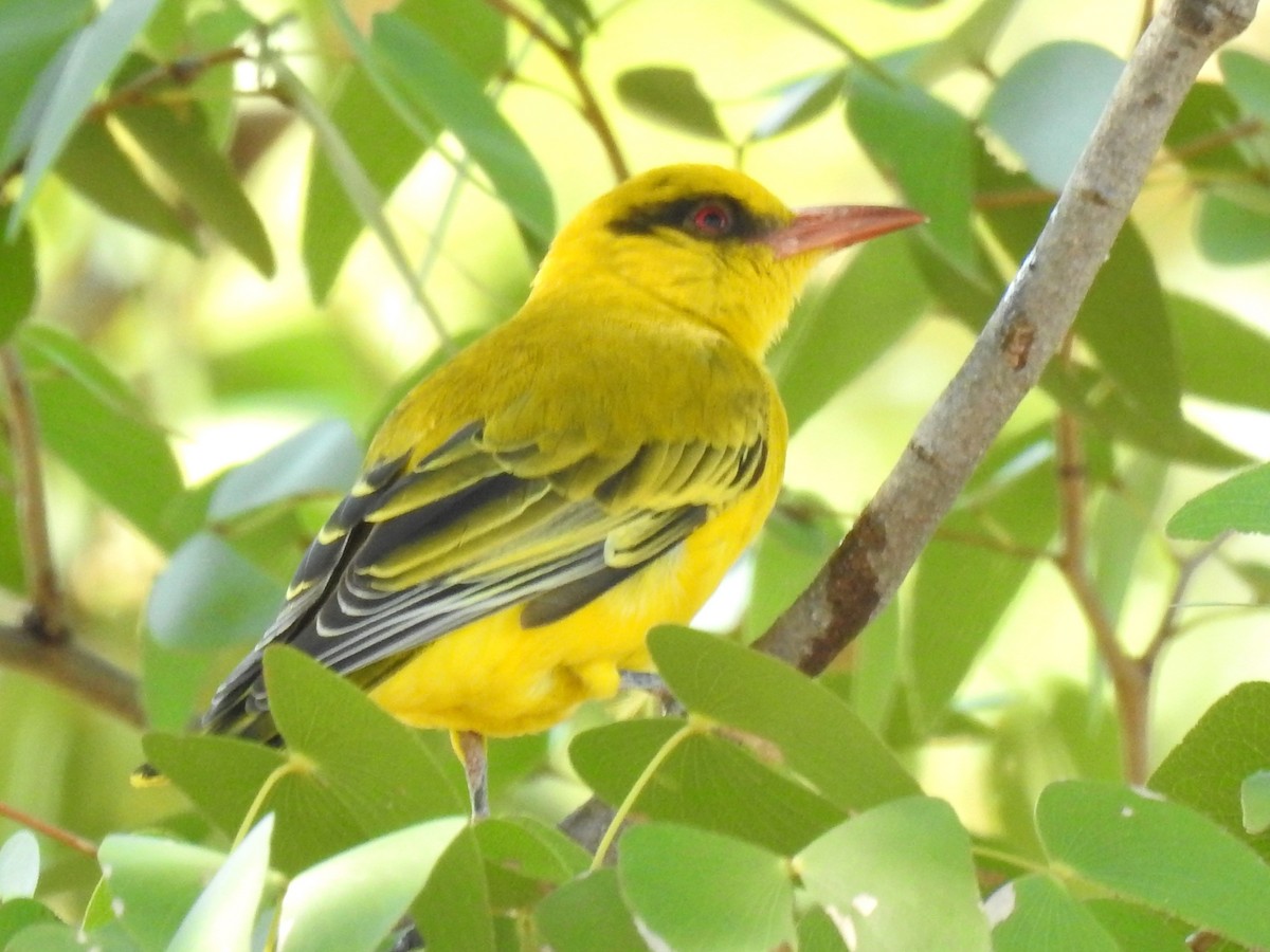 African Golden Oriole - ML618278736