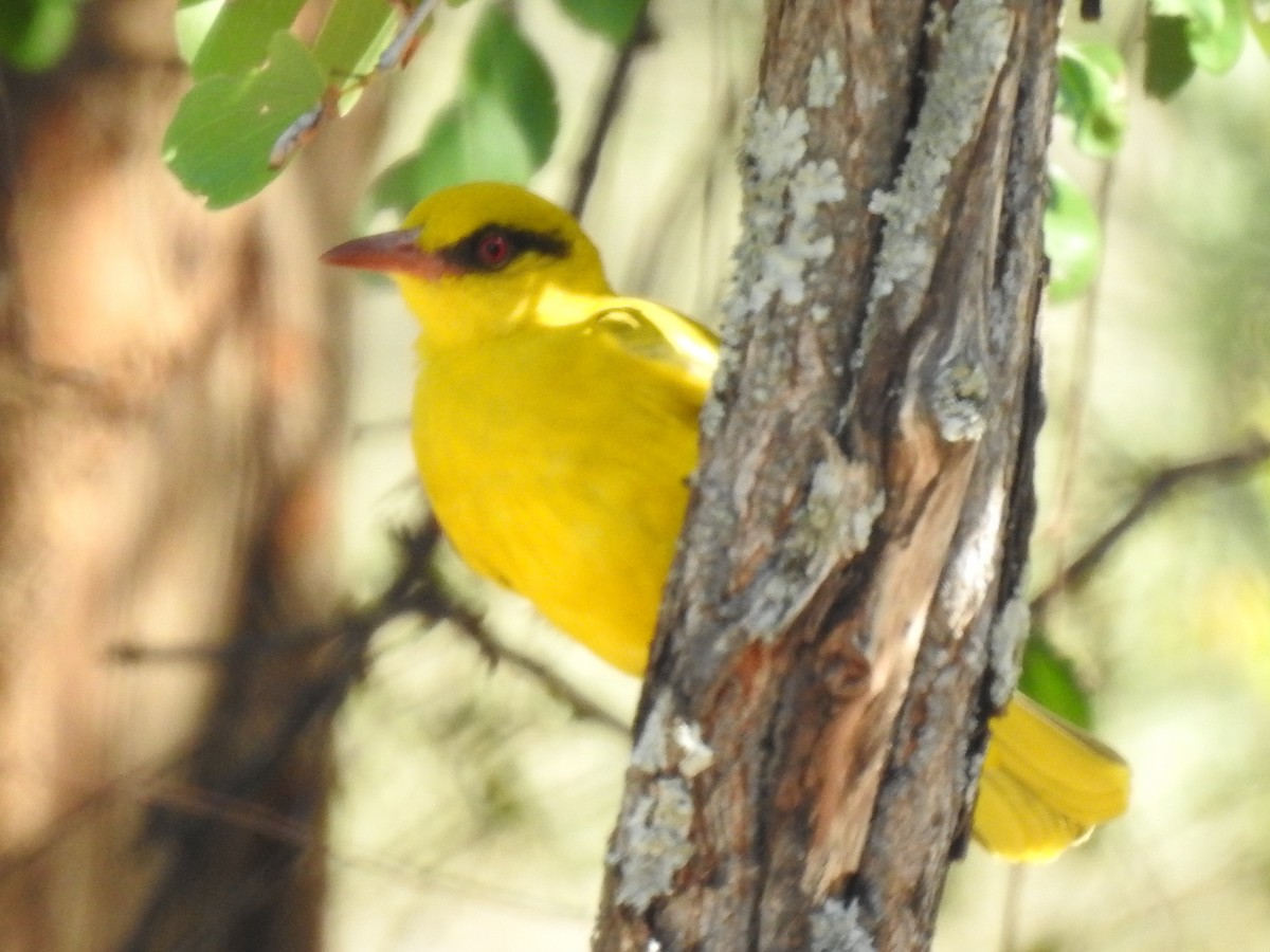 African Golden Oriole - ML618278737