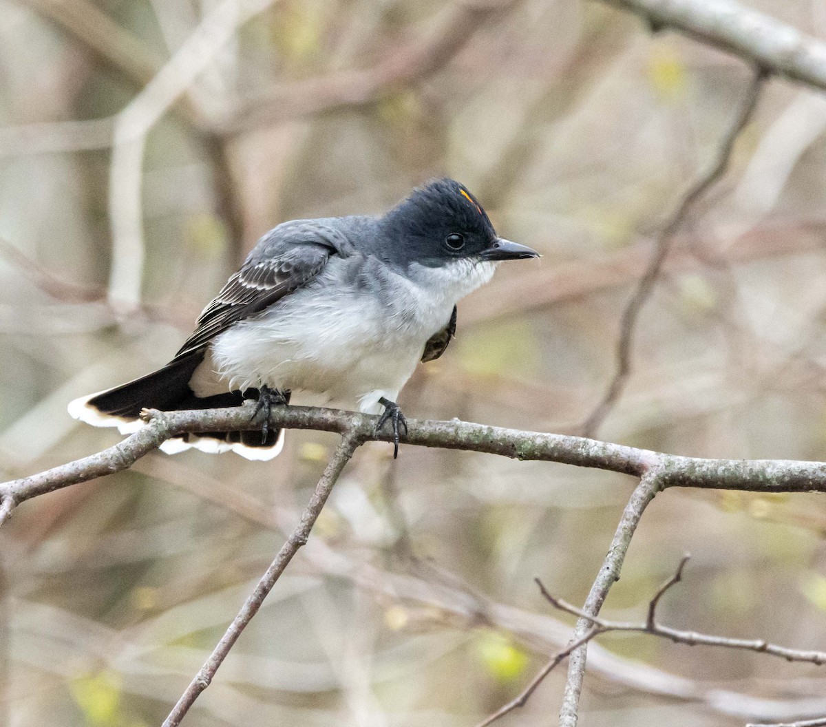 Eastern Kingbird - Jerry Chen