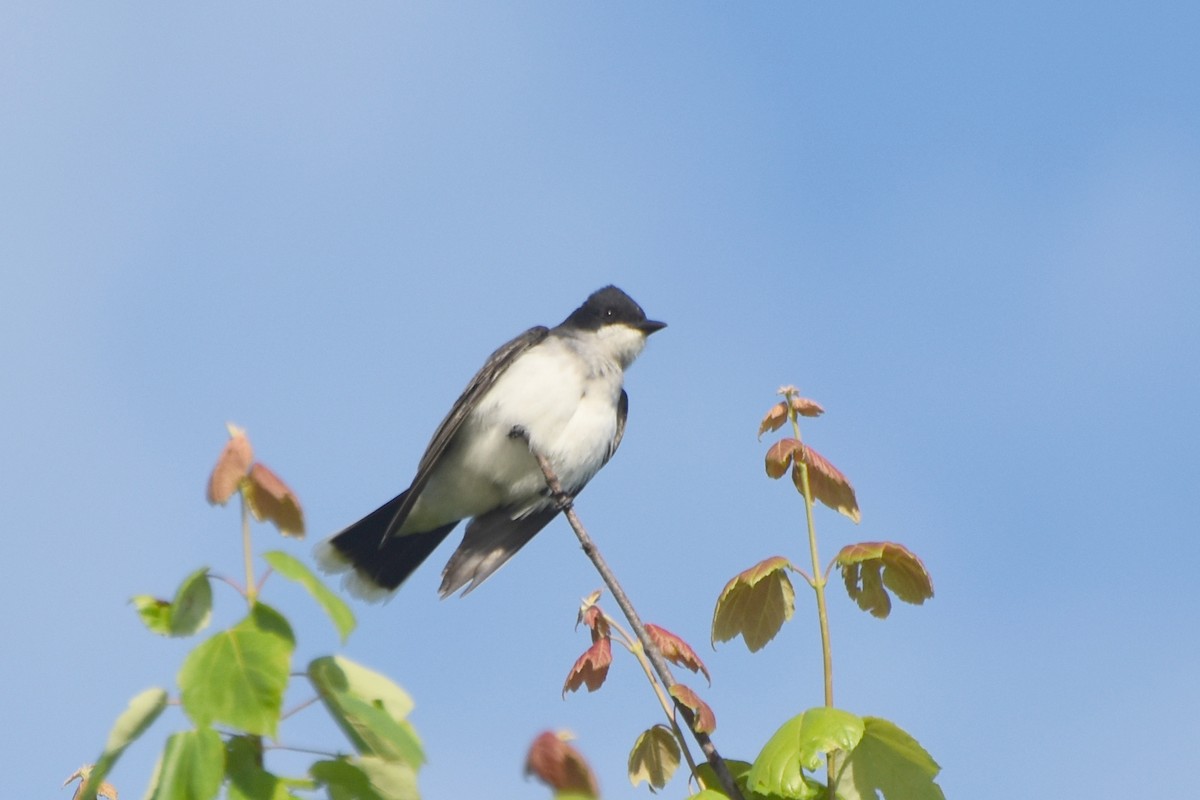 Eastern Kingbird - stephen johnson  🦜