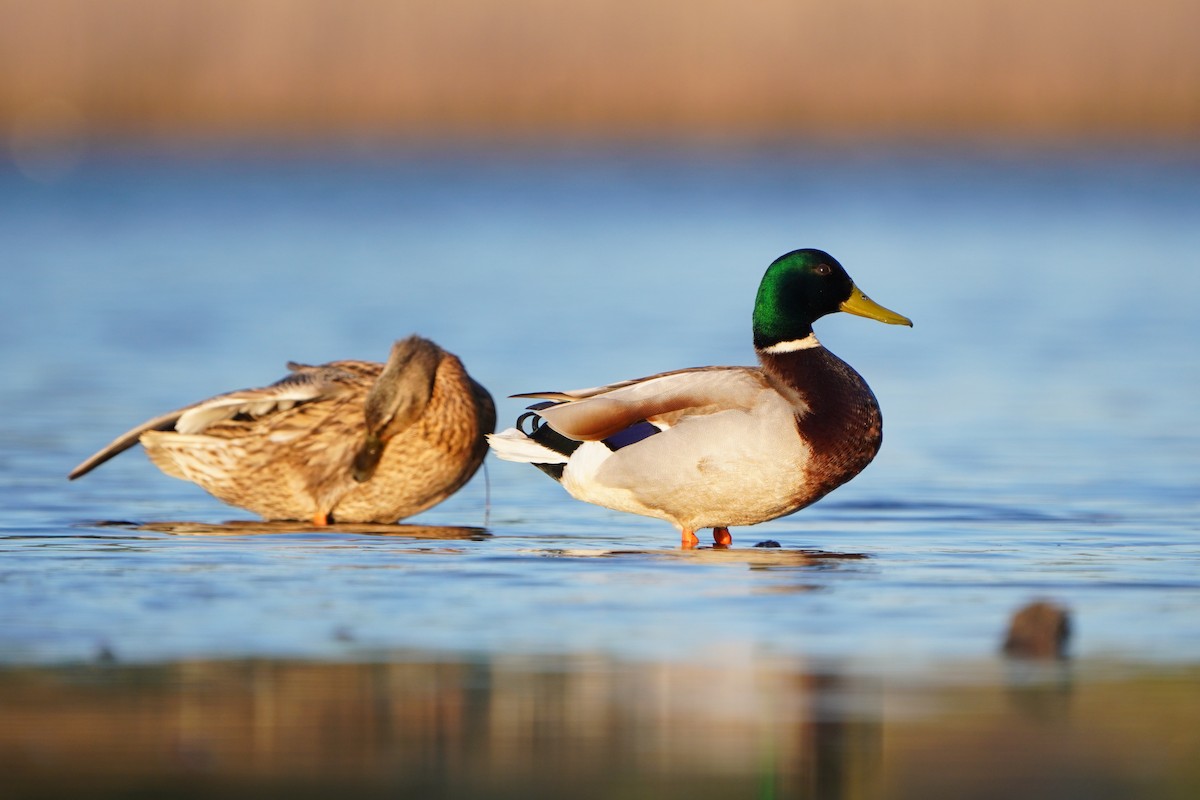 Mallard - Paweł Maciszkiewicz