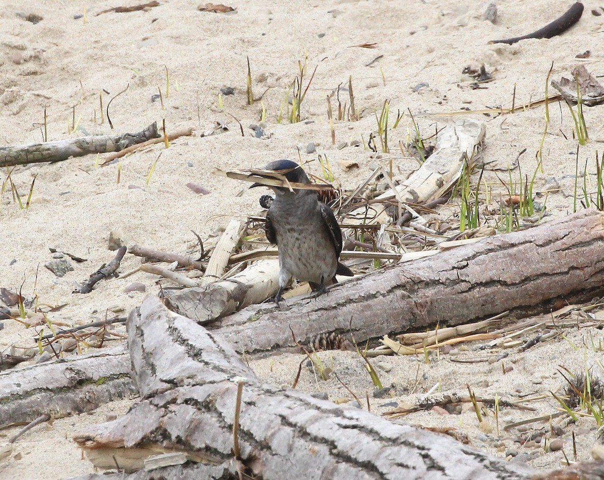 Purple Martin - ML618278754