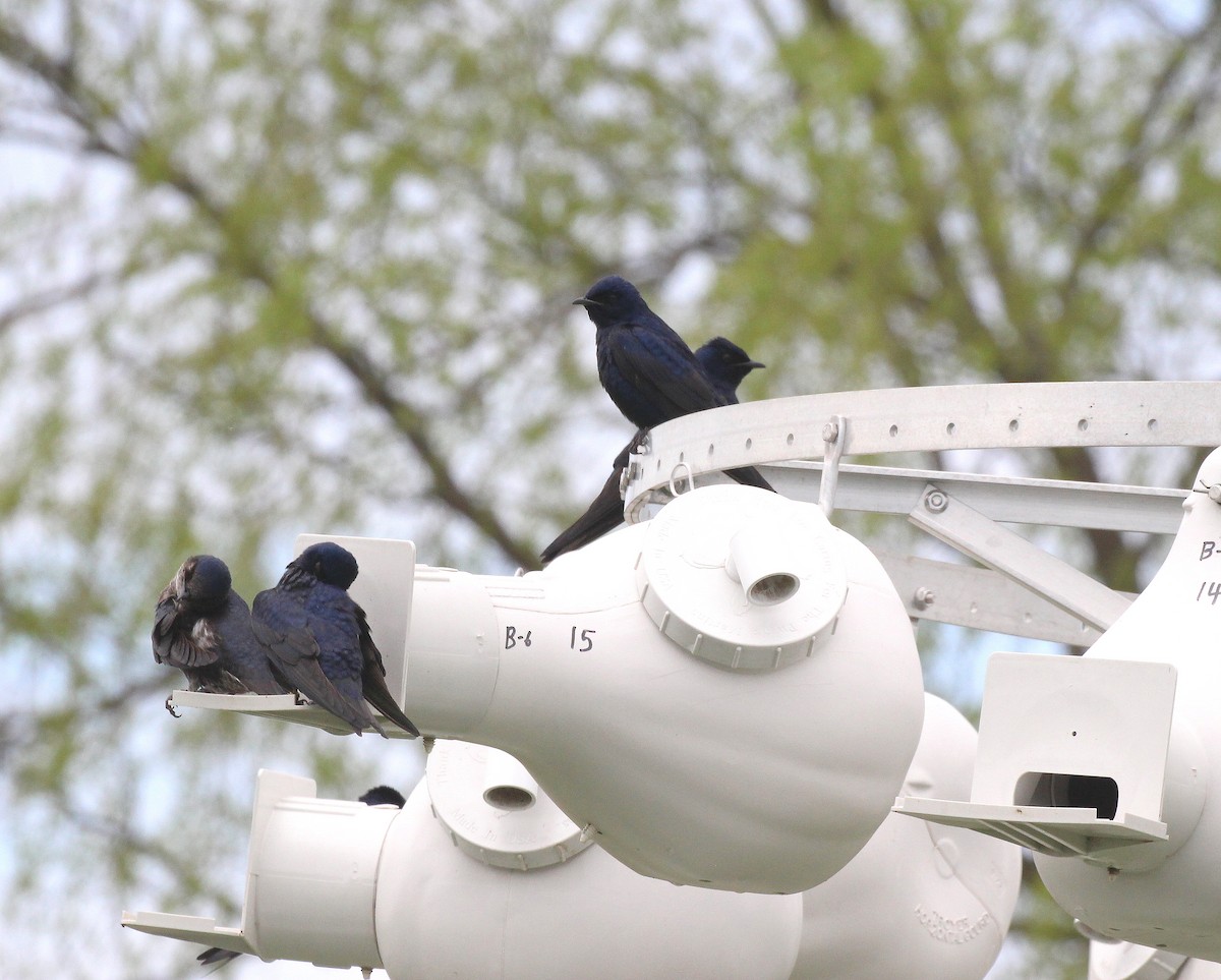 Purple Martin - ML618278757