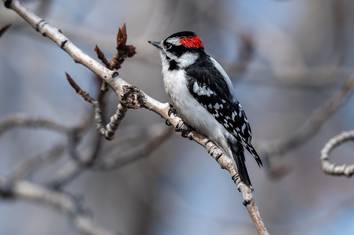 Downy Woodpecker - Mason Tremblay