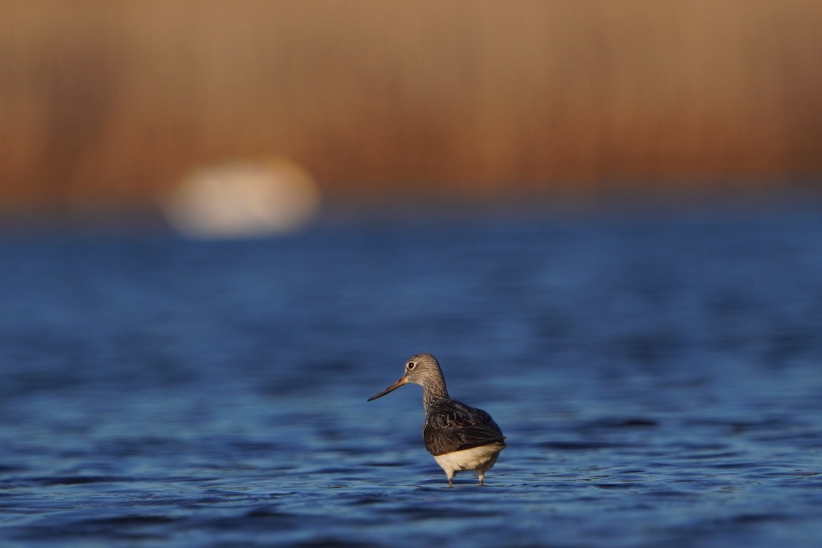 Common Greenshank - Paweł Maciszkiewicz