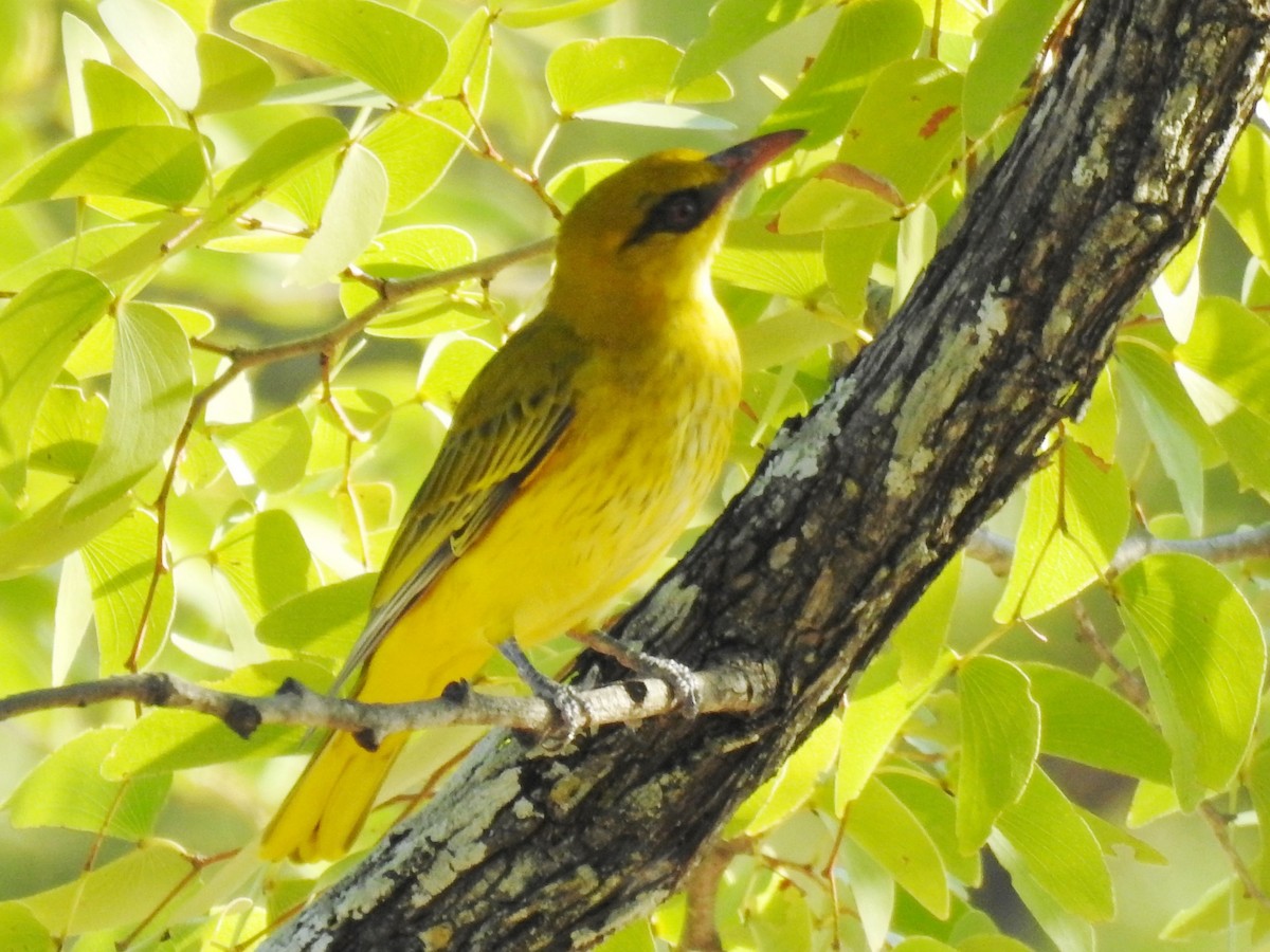 African Golden Oriole - ML618278777